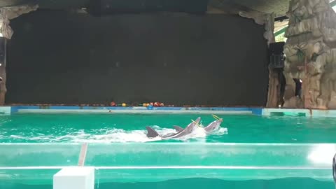 dolphin playing holahoop