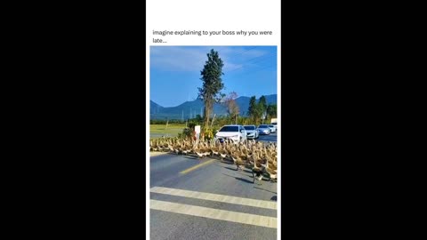 Big Ducks Flock Crossing The Road🤗😅😇