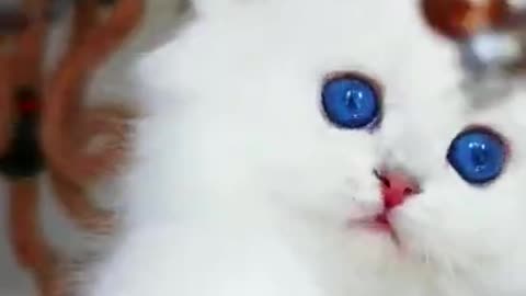 Cute baby cat playing