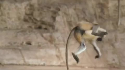 Monkey jumping