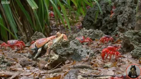 Red crab vs Coconut crab.