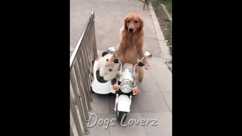 Smart Dogs Funny Animals