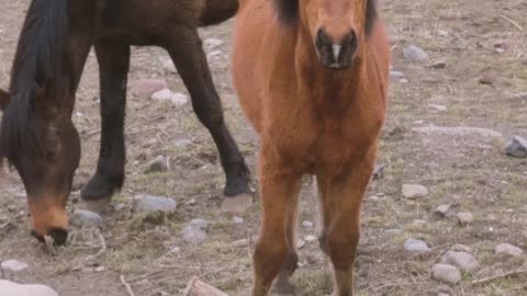 horses-grazing-outdoors