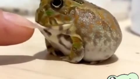 talking and cute frog