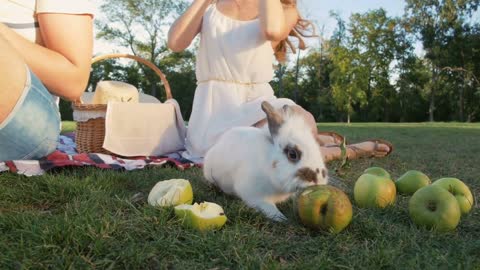 Cute white rabbit eating apple on picnic