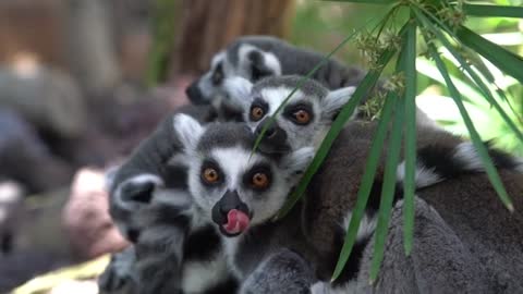 the lemur family