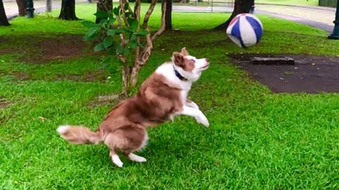 Amazing dog playing with her ball outside! She really like it!!