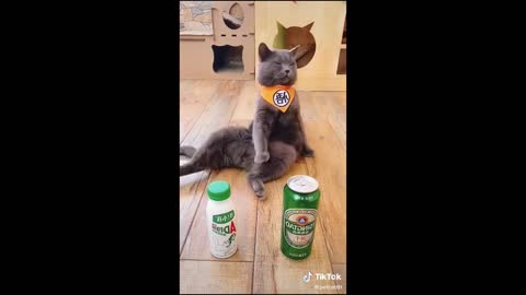 Cute Cats and Funny Animals Compilaton 😹 Try Not To Laugh Challenge - Cute Cat