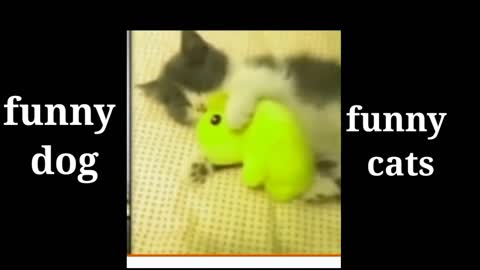 Cute cat watch video