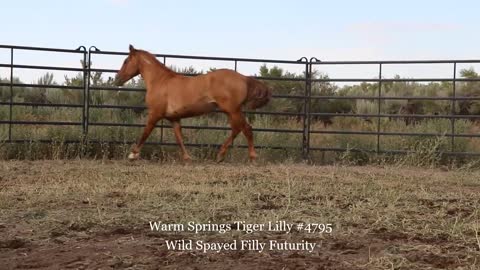 2020 Wild Spayed Filly Futurity/ Warm Springs Tiger Lilly #4795