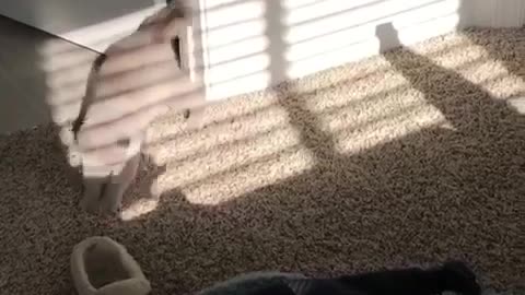 Curioso gatito persigue una sombra humana
