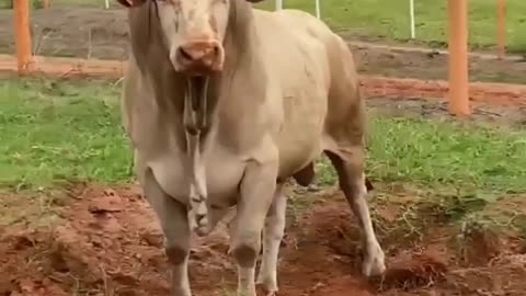 Bull very dangerous video 💯💯💯