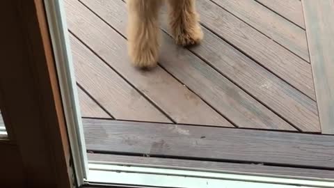 Brown curly dog plays with stick on outside wooden deck