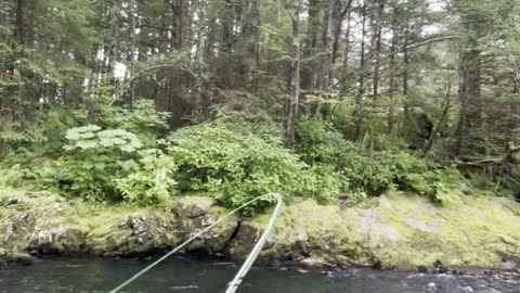 Bald Eagle Takes Fisherman's Fish While Reeling In