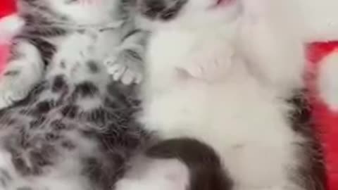 Cutest baby cat funny time