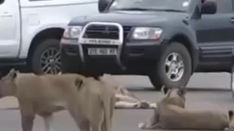 Watch how lions block the entire road #Animal lover