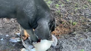 Pig eating a goose