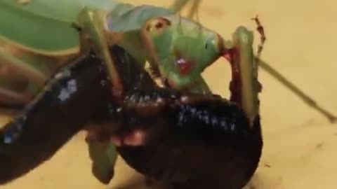 LEECH VS MANTIS BAT.TLE