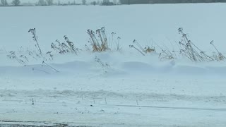 Amish water skiing