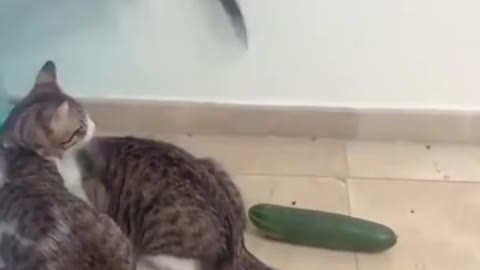 Cat v.s Cucumber #11 - Our Pets 🐶