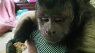 Monkey Eating Wheat Bread