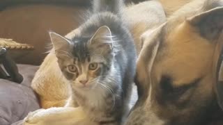 Cat and dog laying down in sofa together