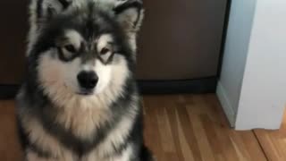 Jealous Dog Wants Stuffed Animal Toy All To Himself