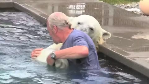 The Only Man In The World Who Can Swim With A Polar Bear: Grizzly Man