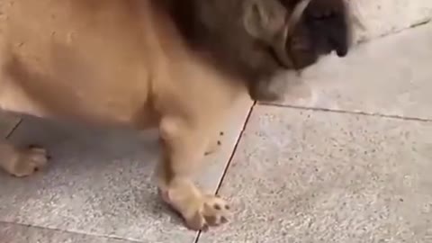 😍😍 Funny 🤣 dog 🐕 video 🤣🤣