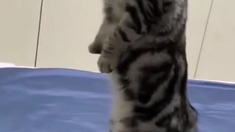 Funny Cats and Other Animals! #funny #funnyshorts #funnycats #funnyanimals