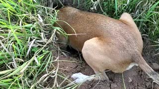 Dog becomes extremely defensive of hole he dug, refuses to leave it