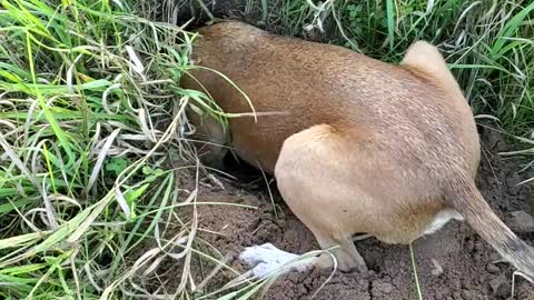 Dog becomes extremely defensive of hole he dug, refuses to leave it