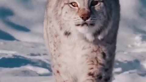 Best cute cat video in world