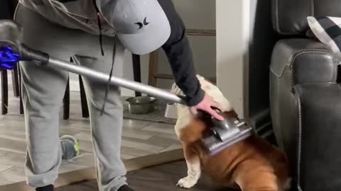 Shedding bulldog gets the full vacuum treatment