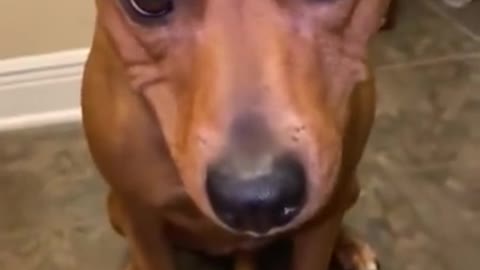 Funny dog hides blueberries in her mouth and spit it out when owner asked for it