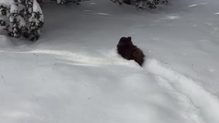 Pomeranian Snow Fun