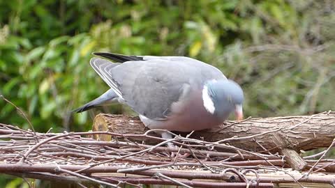 Hungry Hungry Female Bird Picks Up food pieces