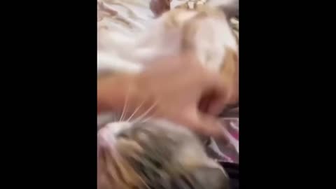 New and Top Funny Video Of Cat And Dogs 😄😄😄2023