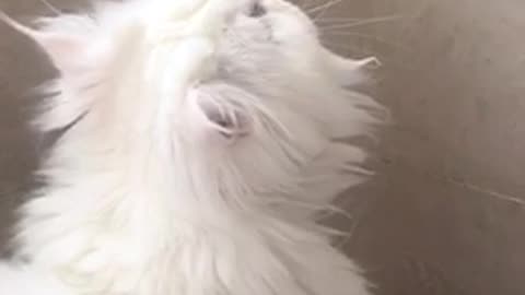 Persian cat