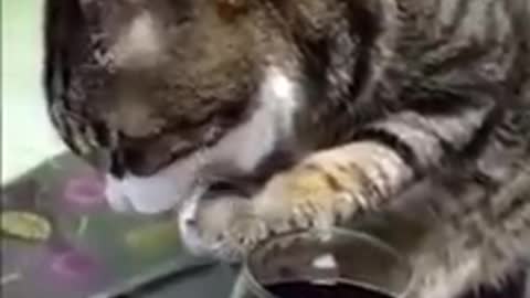 The cat drinks wine