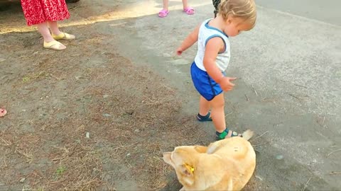 Cute Baby Meeting Dog, wants to play with Dog and laughing