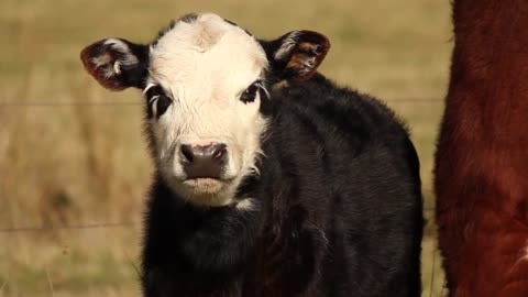 Highland Cow runs for treats and it is too adorable