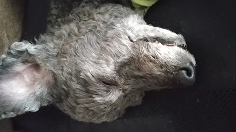 Grey dog yellow dog bone harness laying on back