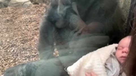 Kiki The Gorilla Bonds With New Mother and Baby.