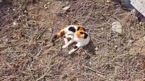 A cute female cat is sleeping and resting in the sun