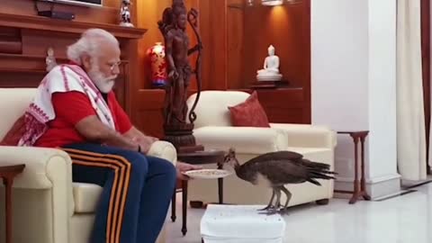 Precious moments: PM Modi feeding peacocks at his residence