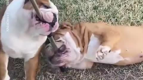 Funny Bulldogs Love Annoying Each Other
