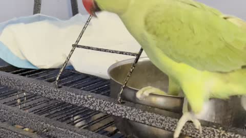 Parrot Does the Dishes