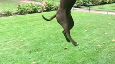 Dogs That Fly - American Pit Bull Terriers Show Their Jumping Agility #Shorts