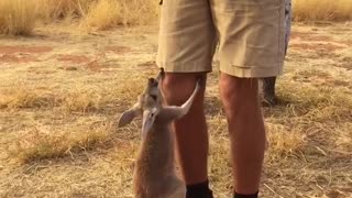 Orphan Baby Kangaroo Loves Her Pouch
